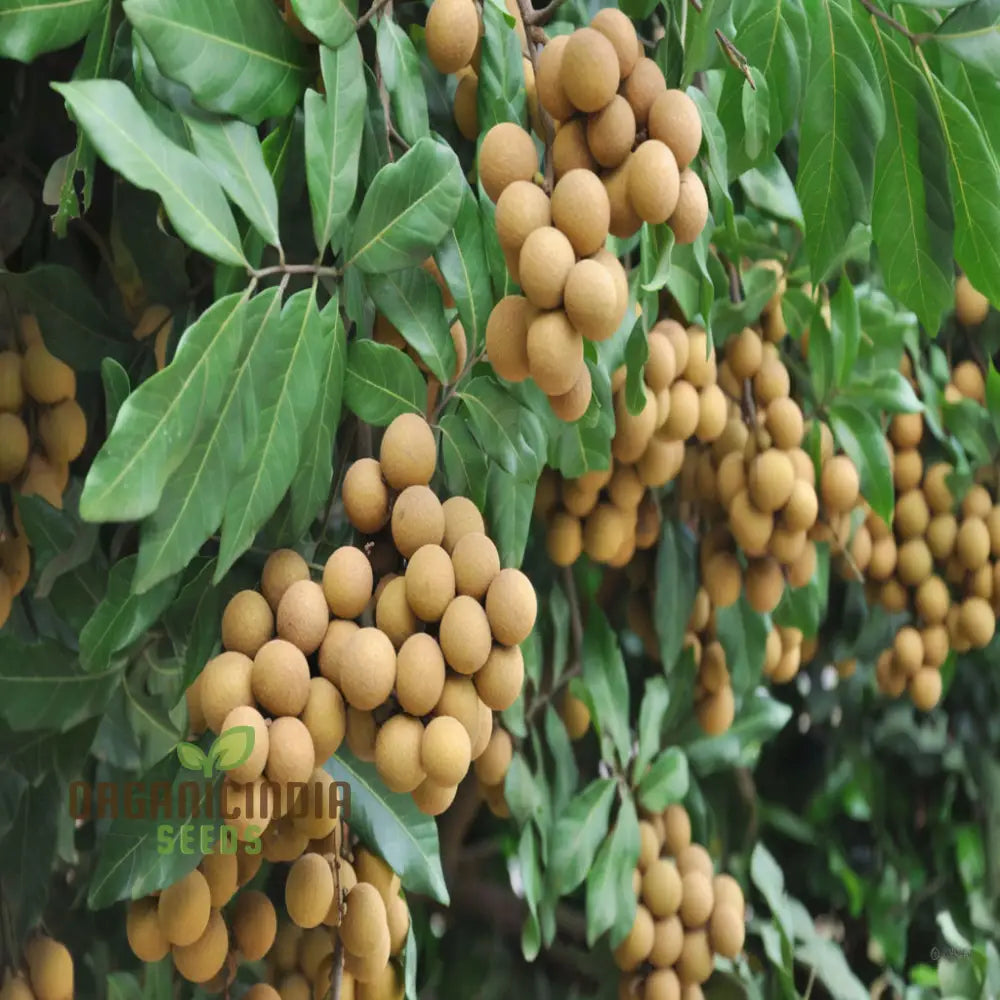 Longan Fruit Seeds: Start Your Garden Journey With Premium Quality Seeds For Luscious Logan Trees