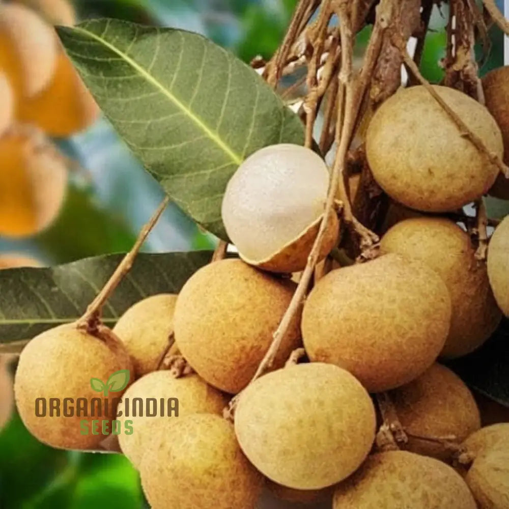 Longan Fruit Seeds: Start Your Garden Journey With Premium Quality Seeds For Luscious Logan Trees