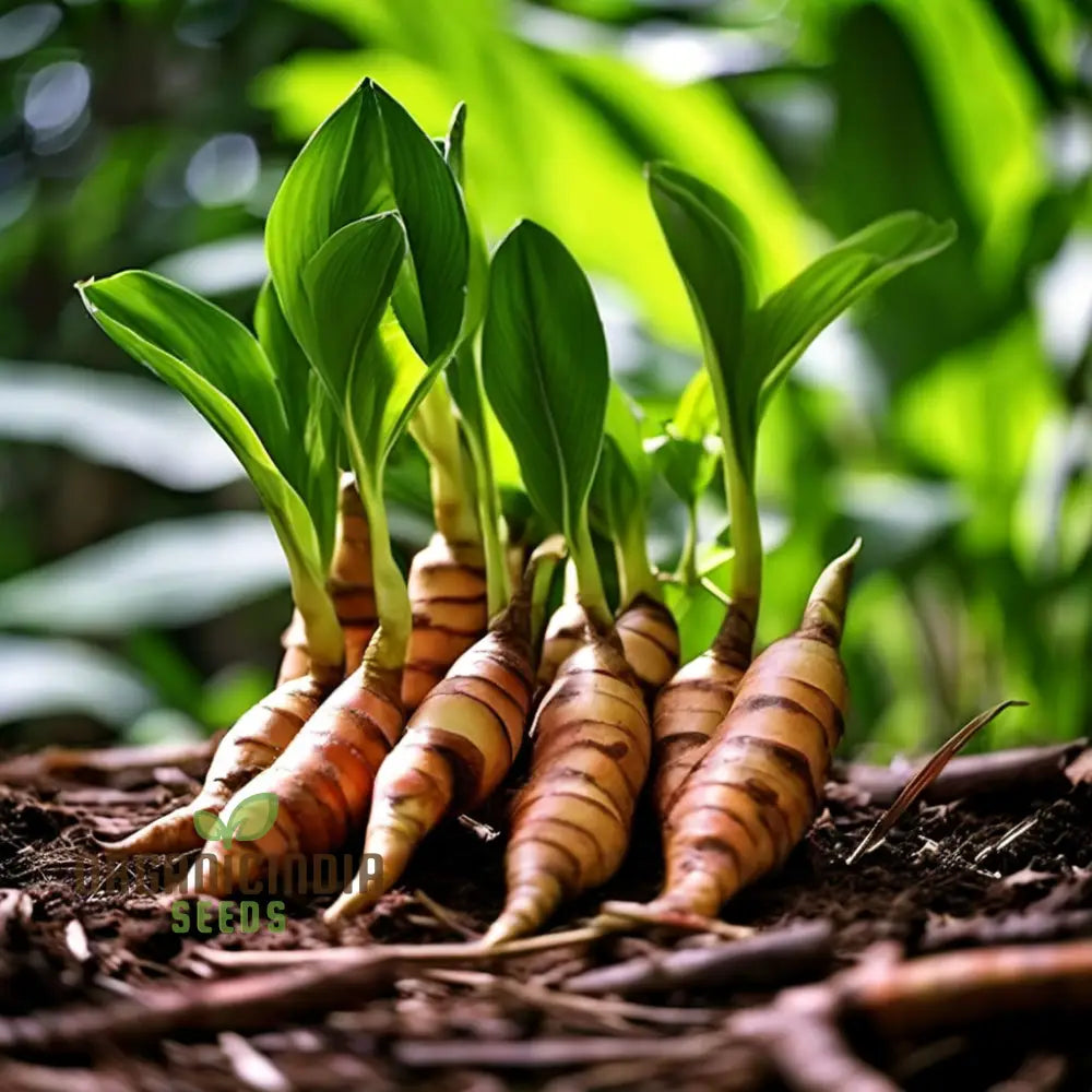 Loom Galanga Seeds Thai Ginger False Galangal Cultivate Authentic Flavors With Premium Herb For