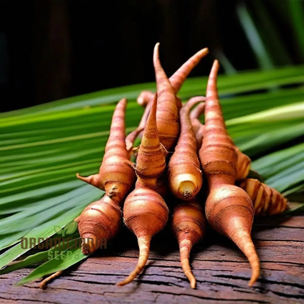 Loom Galanga Seeds, faux galanga au gingembre thaïlandais, cultivez des saveurs thaïlandaises authentiques avec des graines d'herbes de qualité supérieure pour la plantation