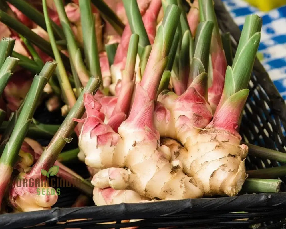 Loom Galanga Seeds Thai Ginger False Galangal Cultivate Authentic Flavors With Premium Herb For