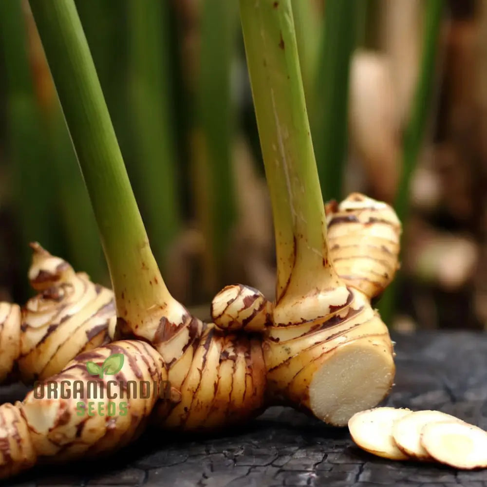 Loom Galanga Seeds Thai Ginger False Galangal Cultivate Authentic Flavors With Premium Herb For