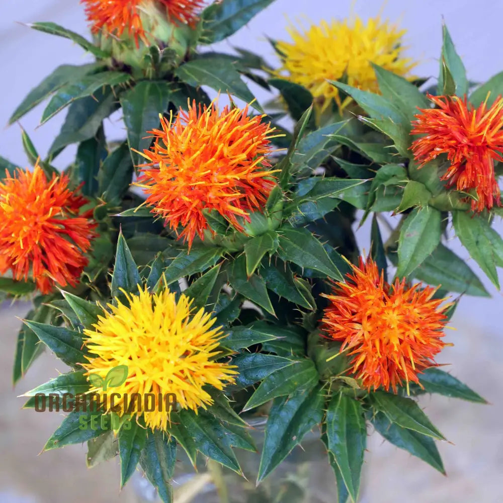 Lorenzo Trussoni Heirloom Safflower Flower Seeds Cultivate Timeless Beauty In Your Garden With