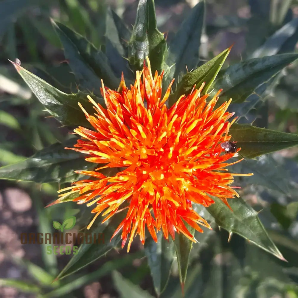 Lorenzo Trussoni Heirloom Safflower Flower Seeds Cultivate Timeless Beauty In Your Garden With