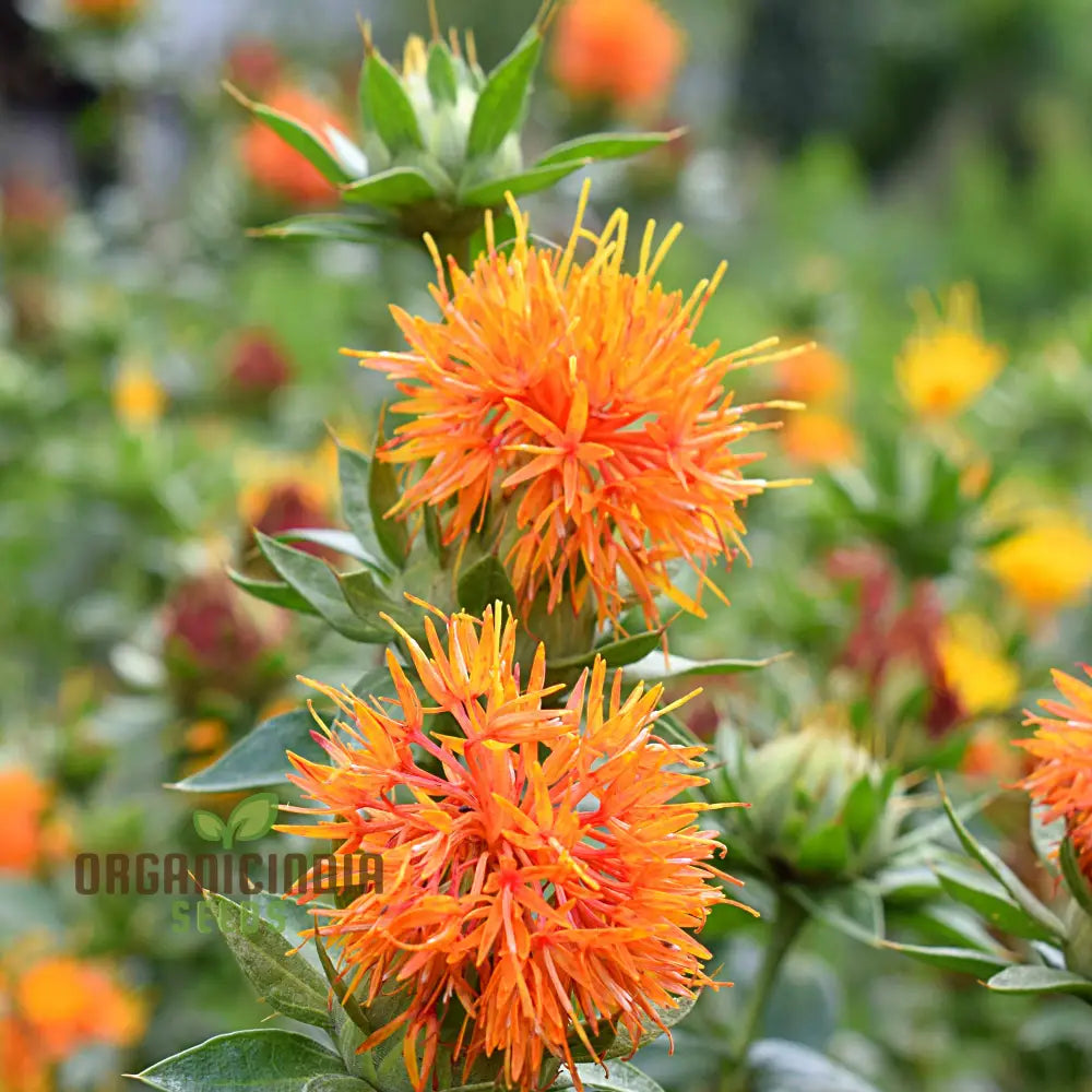 Lorenzo Trussoni Heirloom Safflower Flower Seeds Cultivate Timeless Beauty In Your Garden With