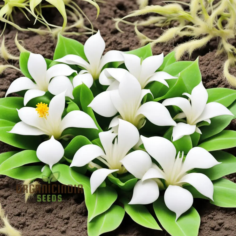 Loroco Plant Seeds White Central American Flower Annuals