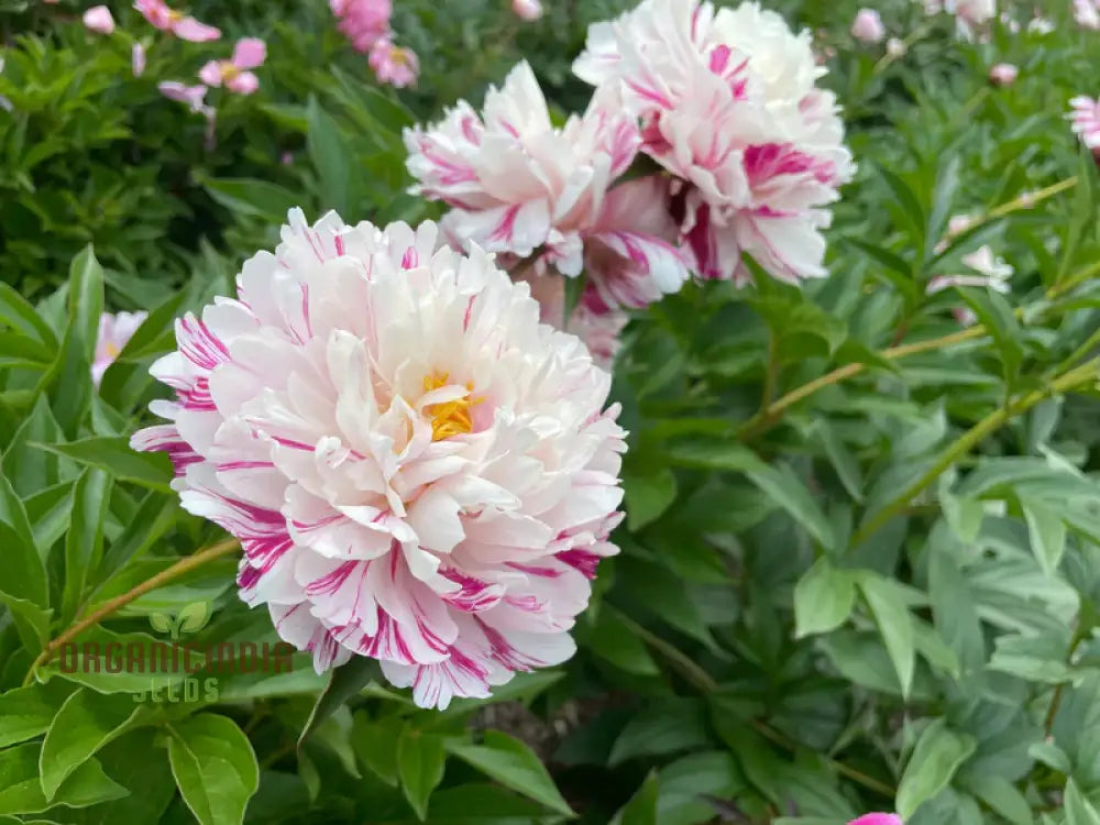 Lot Heirloom Peony Seeds - Candy Stripe Paeonia Lactiflora Flower For Planting Premium Quality