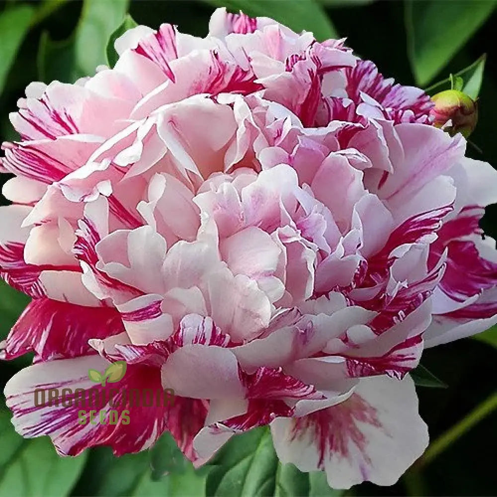 Lot Heirloom Peony Seeds - Candy Stripe Paeonia Lactiflora Flower For Planting Premium Quality