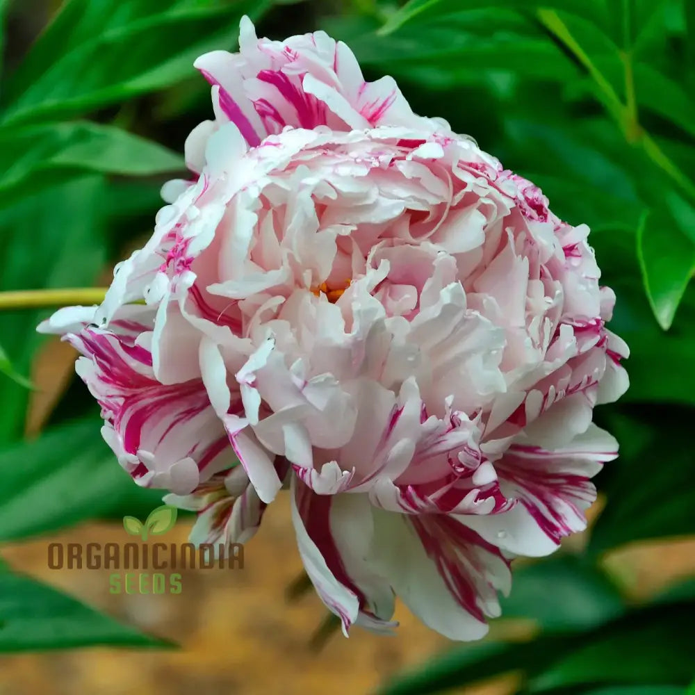 Lot Heirloom Peony Seeds - Candy Stripe Paeonia Lactiflora Flower For Planting Premium Quality