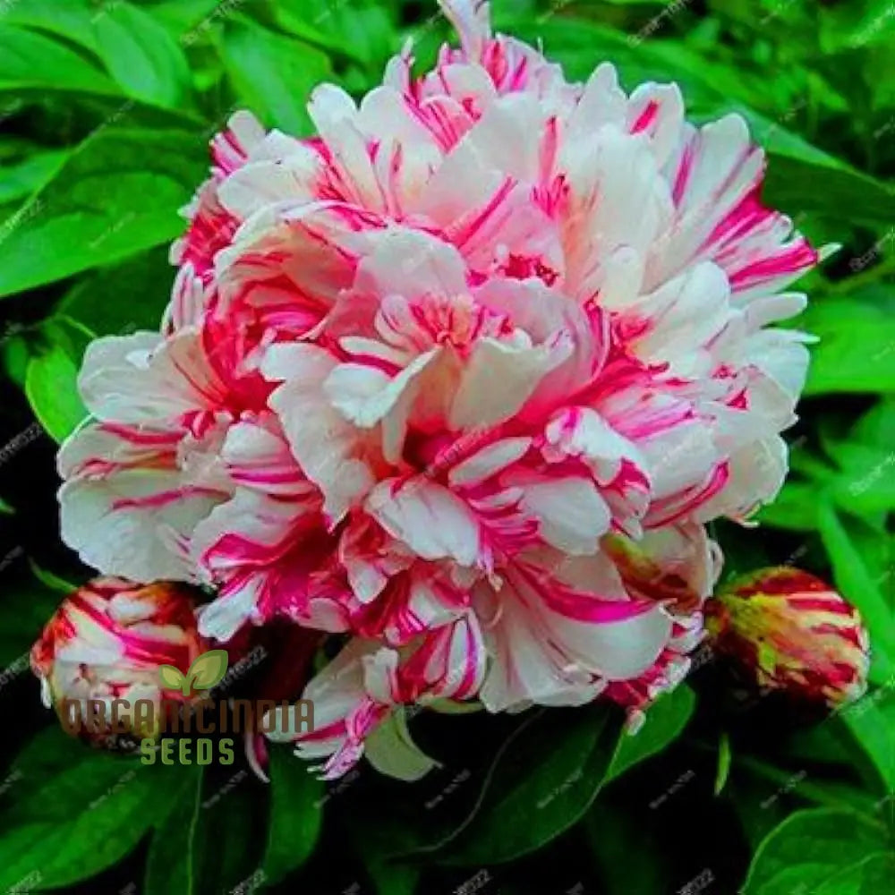 Lot Heirloom Peony Seeds - Candy Stripe Paeonia Lactiflora Flower For Planting Premium Quality