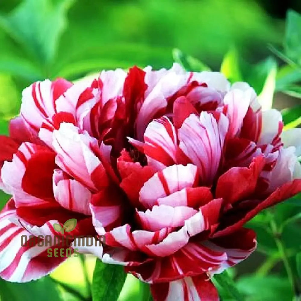 Lot Heirloom Peony Seeds - Candy Stripe Paeonia Lactiflora Flower For Planting Premium Quality