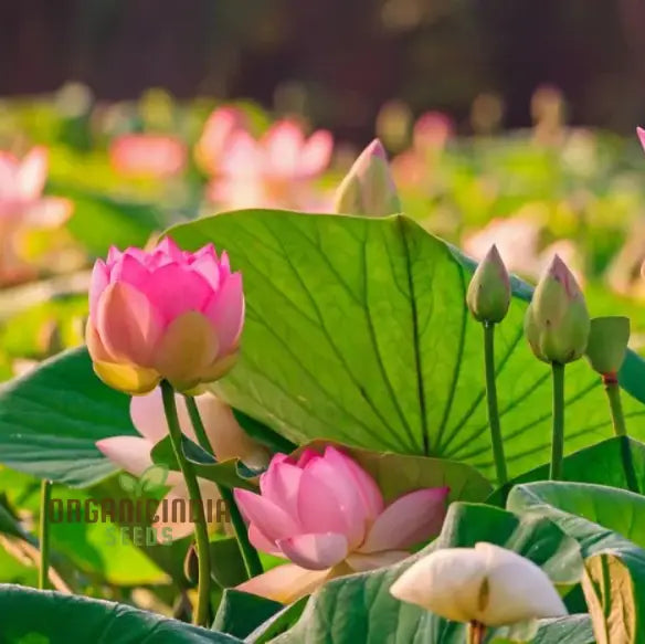 Lotus Flower Seeds For Planting Comprehensive Guide To Cultivating Exquisite Blossoms