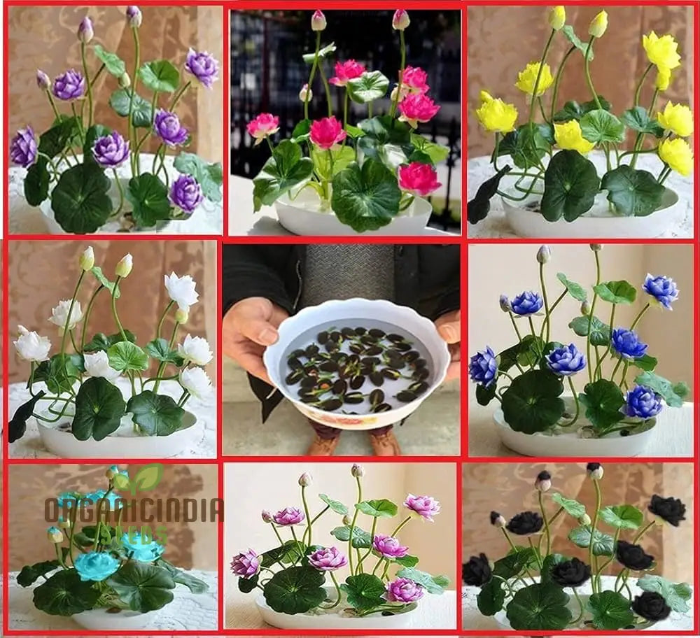 Lotus Mix Flower Seeds (Pack Of 20 Seeds) - All Colors Bring Positive Vibrations To Your Garden