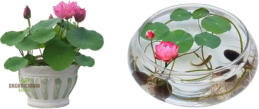 Lotus Mix Flower Seeds (Pack Of 20 Seeds) - All Colors Bring Positive Vibrations To Your Garden