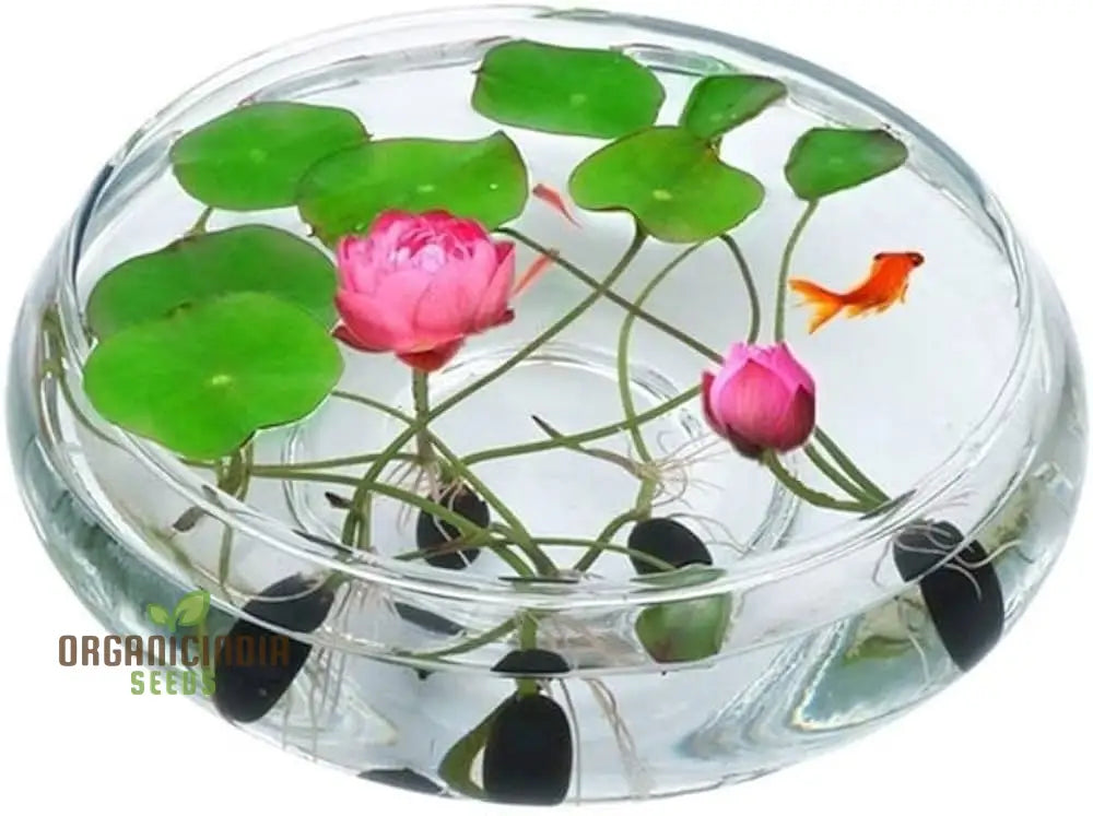 Lotus Mix Flower Seeds (Pack Of 20 Seeds) - All Colors Bring Positive Vibrations To Your Garden