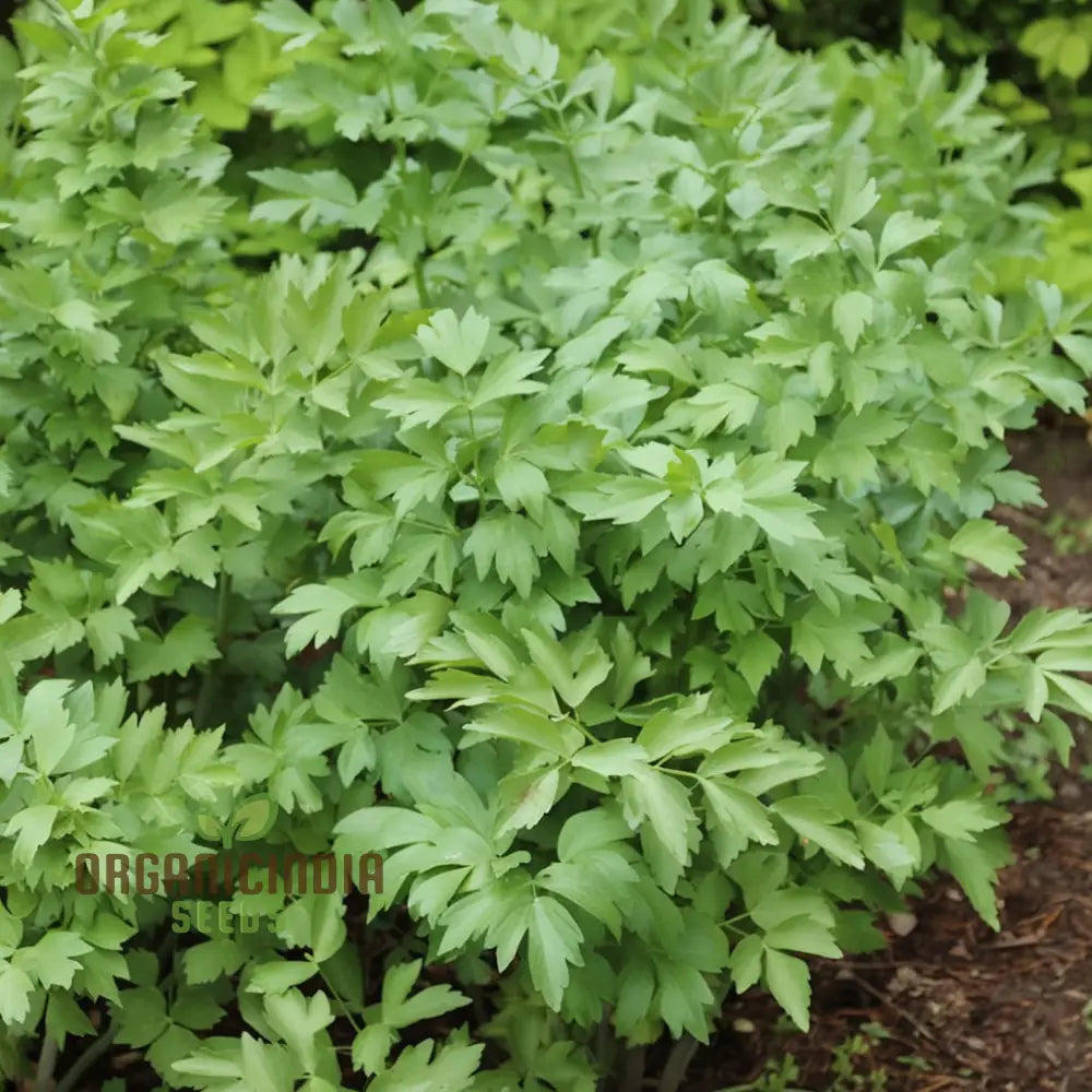 Lovage (Levisticum Officinale) Seeds - Aromatic Herb For Flavorful And Hardy Gardens