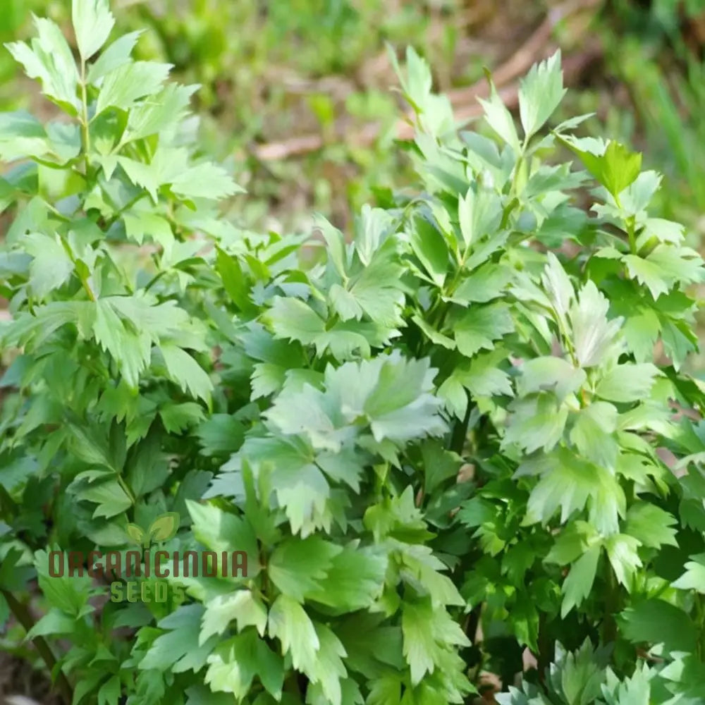 Lovage (Levisticum Officinale) Seeds - Aromatic Herb For Flavorful And Hardy Gardens