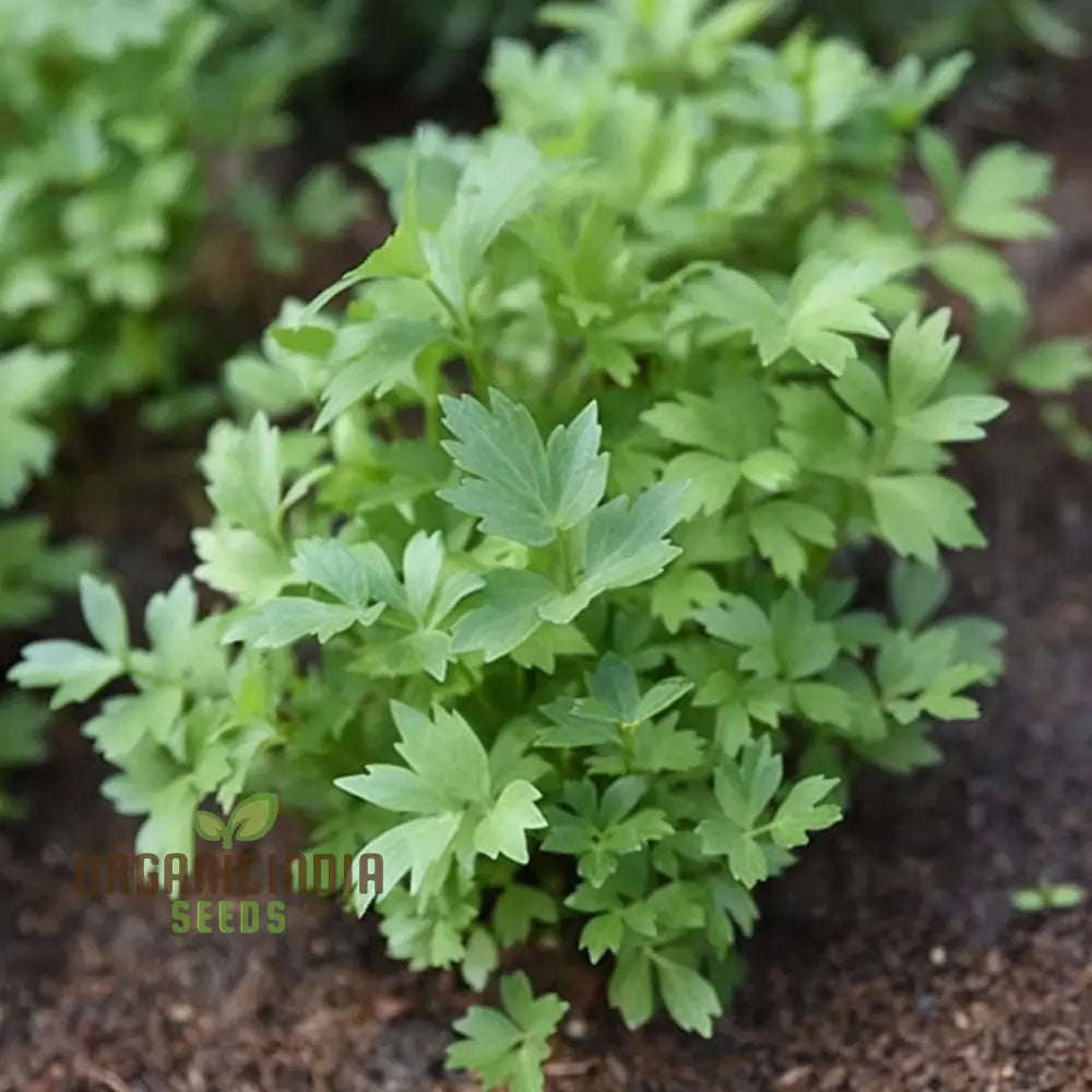 Lovage (Levisticum Officinale) Seeds - Aromatic Herb For Flavorful And Hardy Gardens