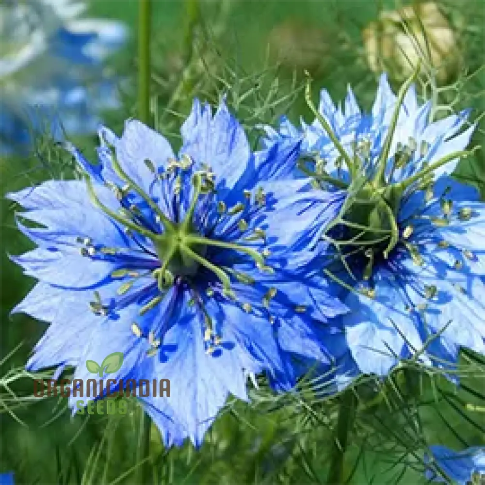 Love In A Mist Seeds | Premium Gardening For Beautiful Blooms