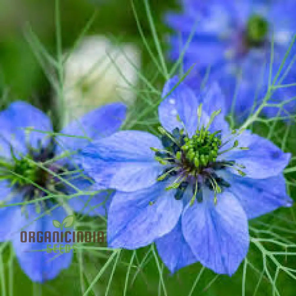 Love In A Mist Seeds | Premium Gardening For Beautiful Blooms