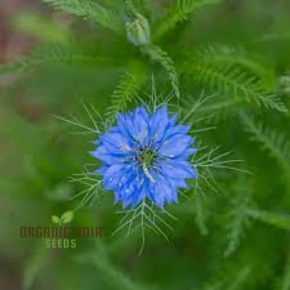 Love In A Mist Seeds | Premium Gardening For Beautiful Blooms