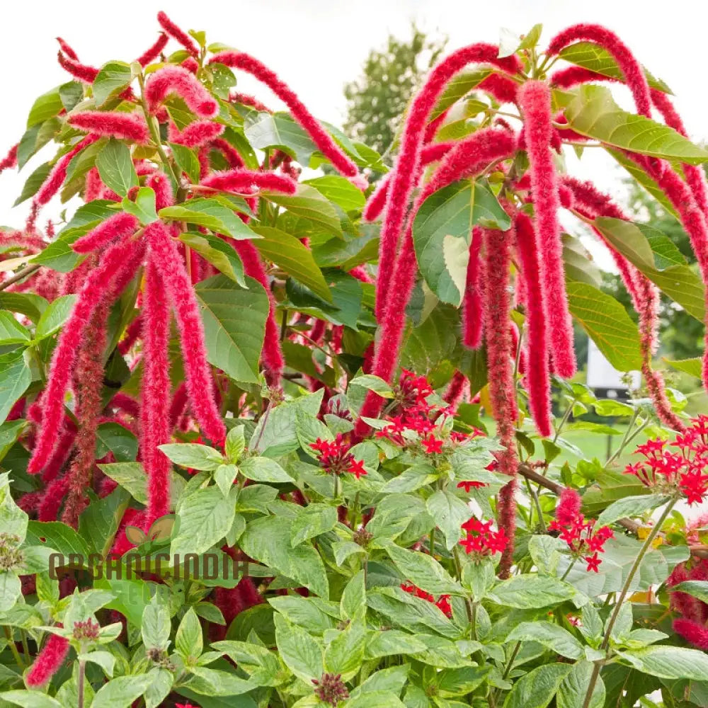 Love Lies Bleeding Seeds - Premium Gardening For Unique Amaranth Varieties