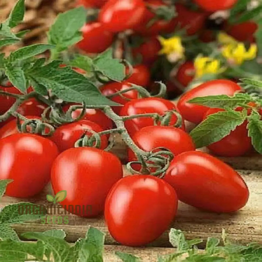 Luciebell Tomato Seeds Heirloom Vegetable For Garden Planting Organic Non-Gmo Variety