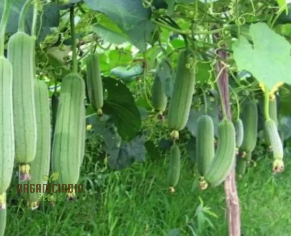 Luffa Aegyptiaca Vegetable Seeds Premium Quality Gardening Grow Your Own Exotic Sponge Gourd