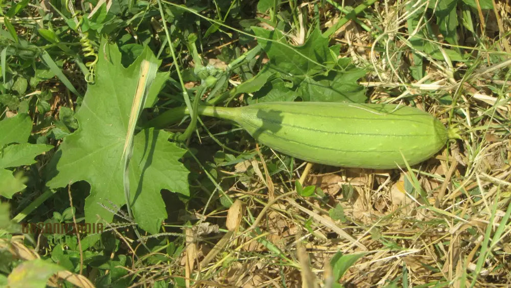 Luffa Aegyptiaca Vegetable Seeds Premium Quality Gardening Grow Your Own Exotic Sponge Gourd