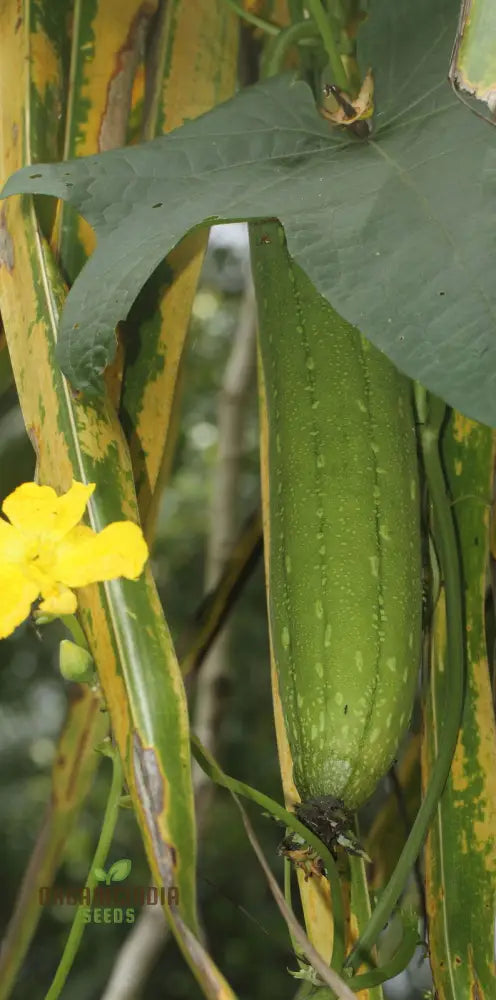 Luffa Aegyptiaca Vegetable Seeds Premium Quality Gardening Grow Your Own Exotic Sponge Gourd