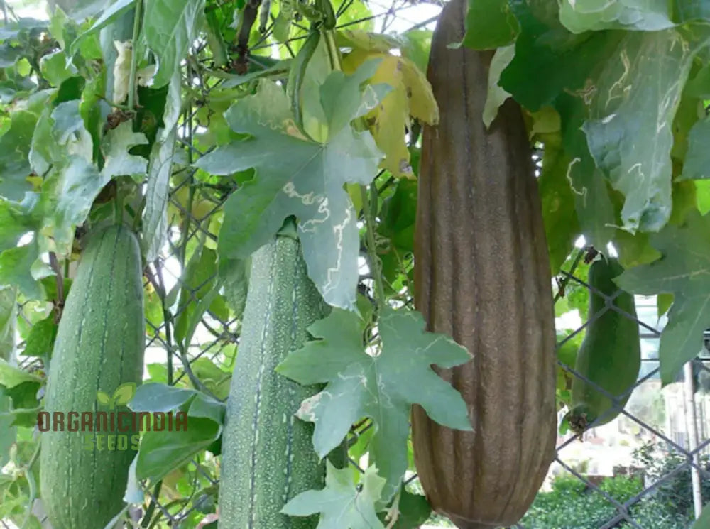 Luffa Aegyptiaca Vegetable Seeds Premium Quality Gardening Grow Your Own Exotic Sponge Gourd