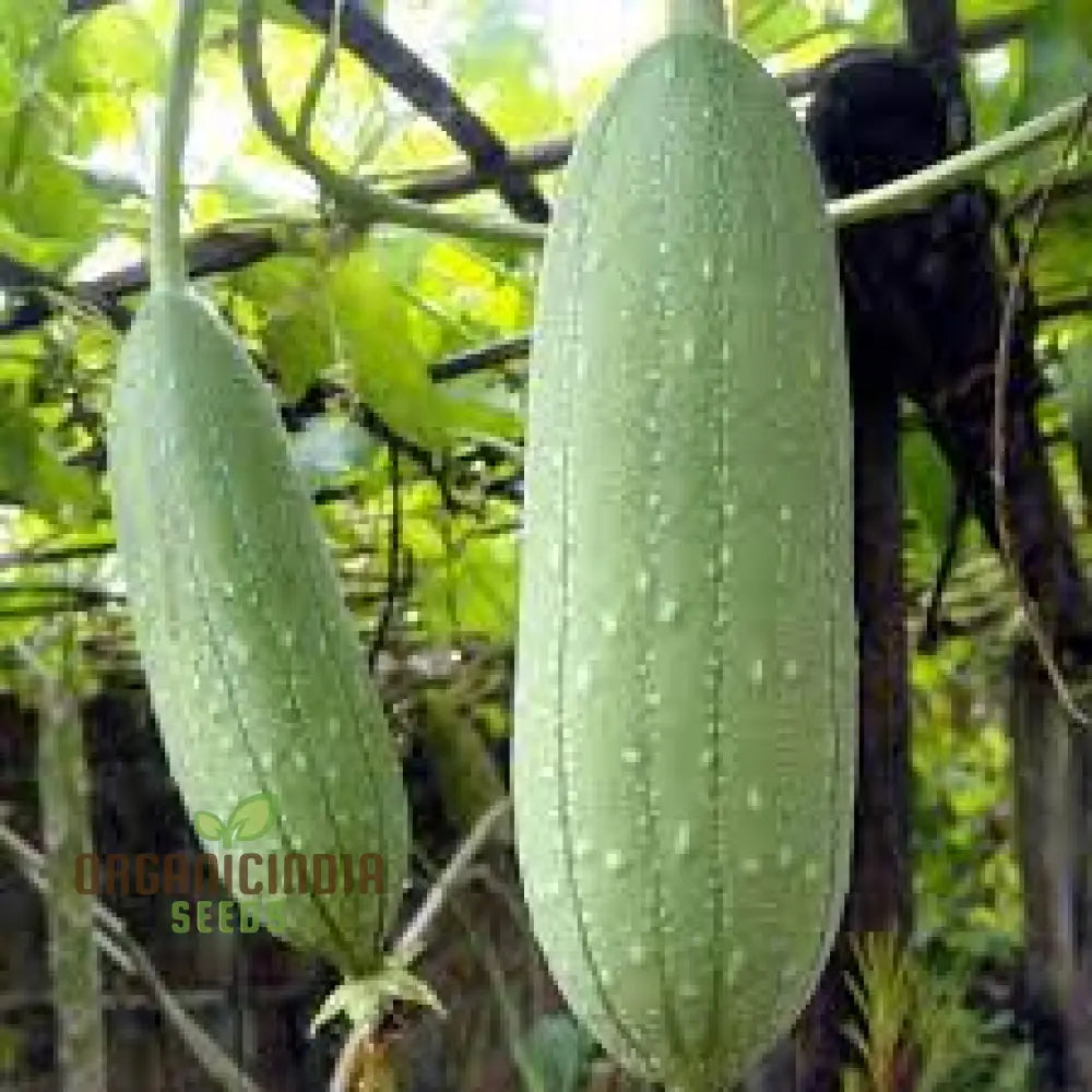 Luffa Aegyptiaca Vegetable Seeds Premium Quality Gardening Grow Your Own Exotic Sponge Gourd