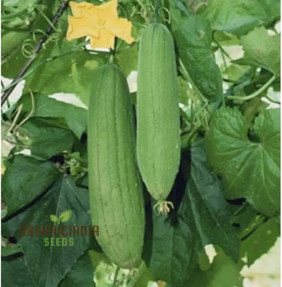 Luffa Aegyptiaca Vegetable Seeds Premium Quality Gardening Grow Your Own Exotic Sponge Gourd