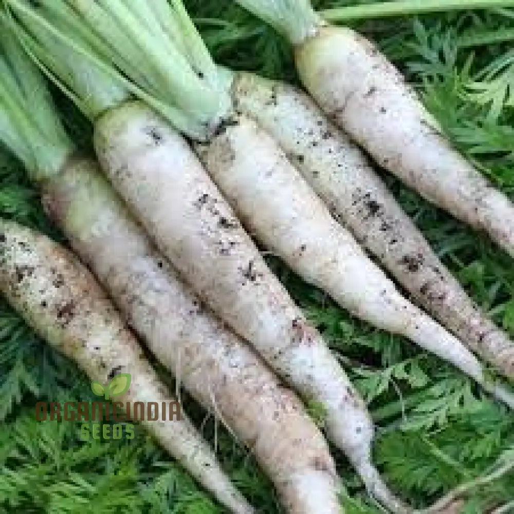 Lunar White Carrot For Planting: Celestial Garden Delights For Root Crop Enthusiasts And Gardeners