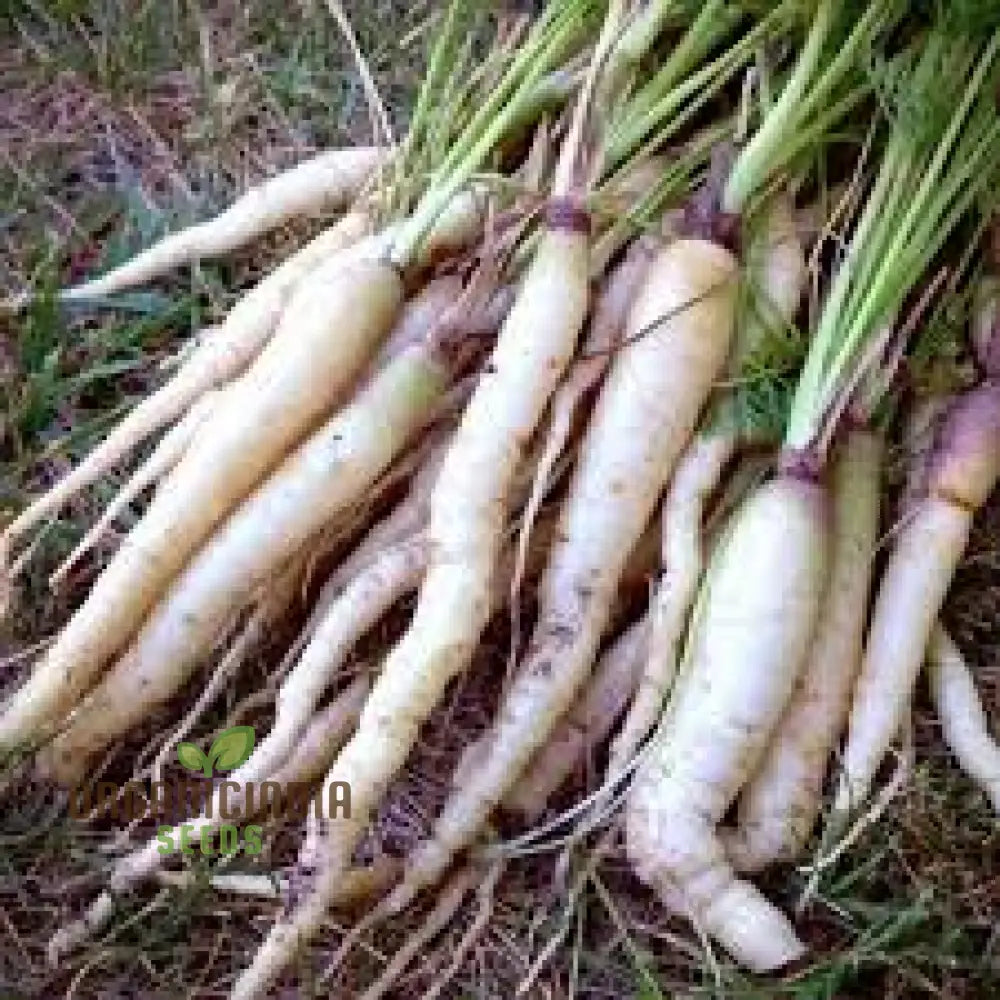 Lunar White Carrot For Planting: Celestial Garden Delights For Root Crop Enthusiasts And Gardeners