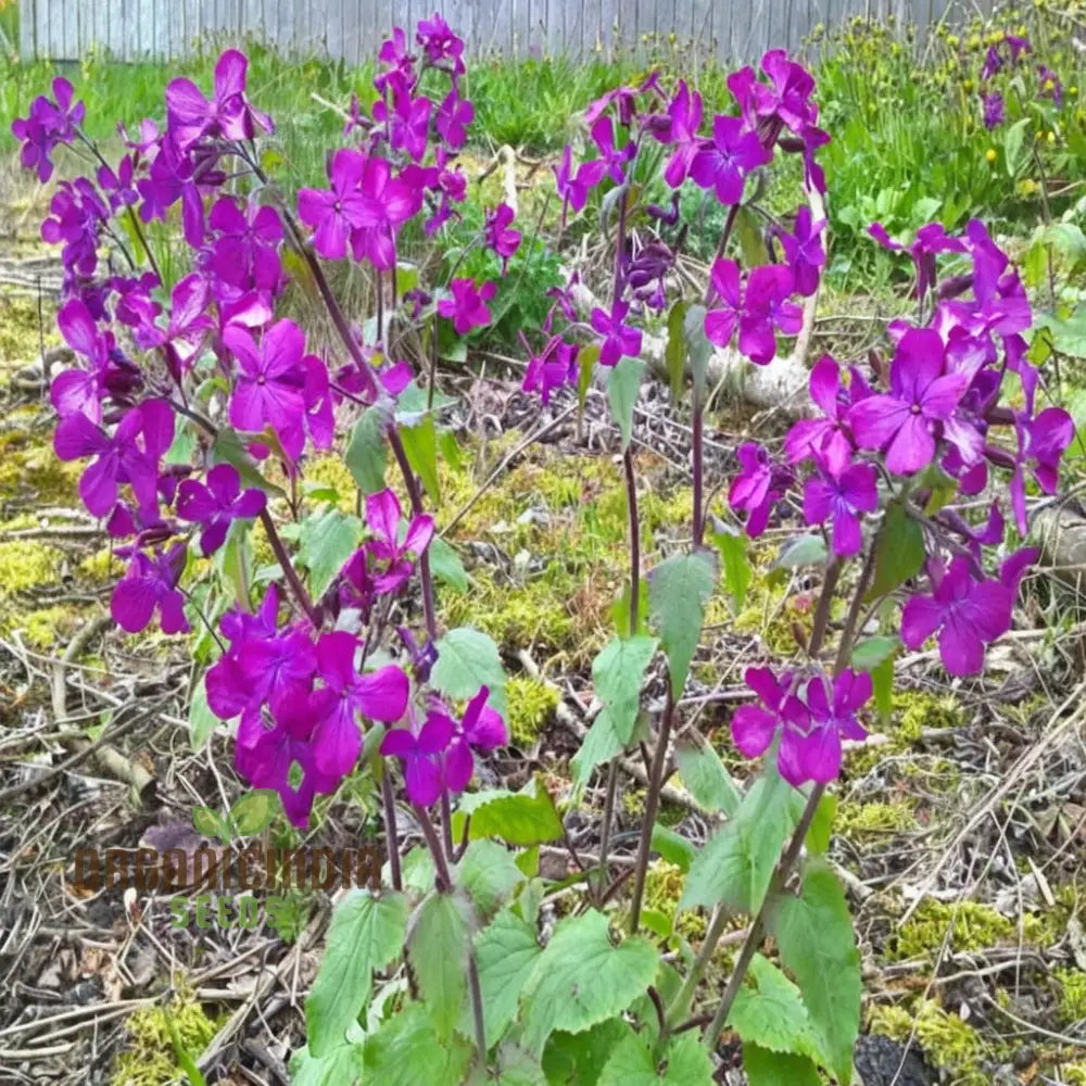 Lunaria (Honesty) Seeds - Unique Silver Dollar Seed Pods For Charming Garden Displays Flower Seeds