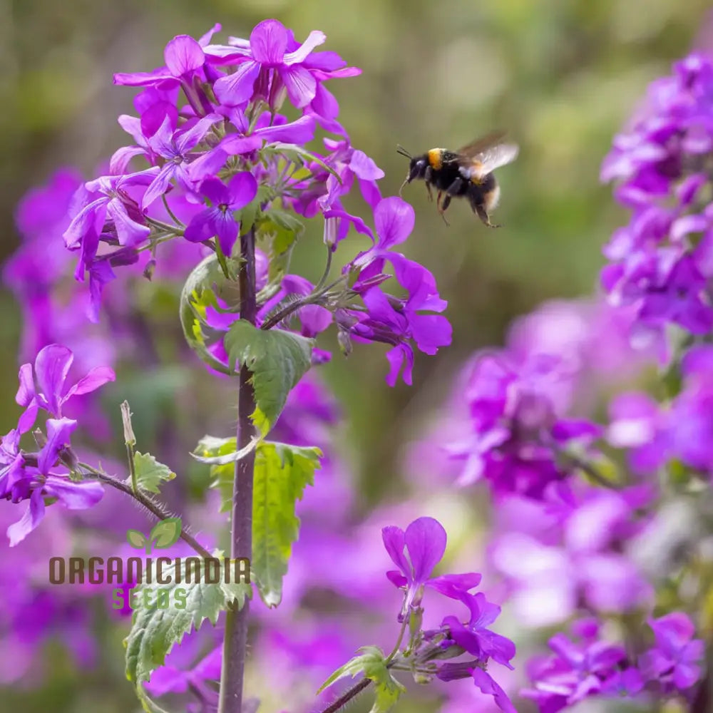 Lunaria (Honesty) Seeds - Unique Silver Dollar Seed Pods For Charming Garden Displays Flower Seeds