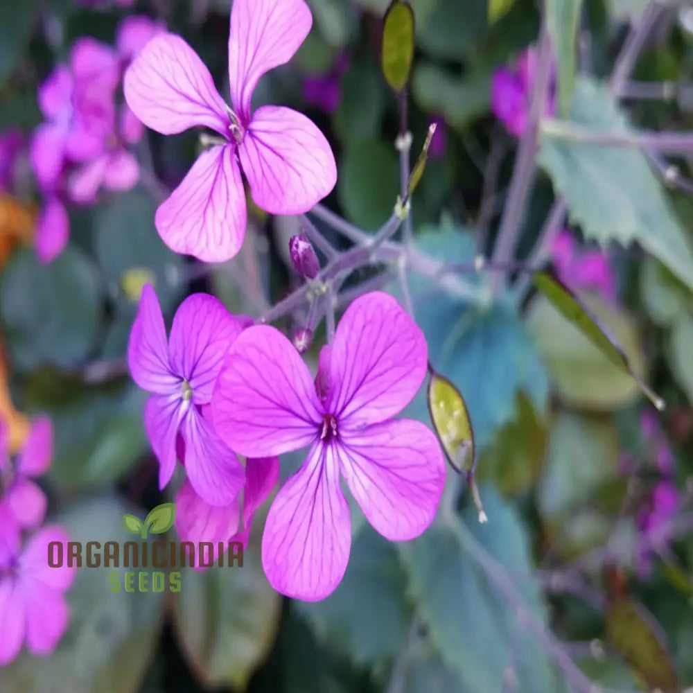 Lunaria (Honesty) Seeds - Unique Silver Dollar Seed Pods For Charming Garden Displays Flower Seeds