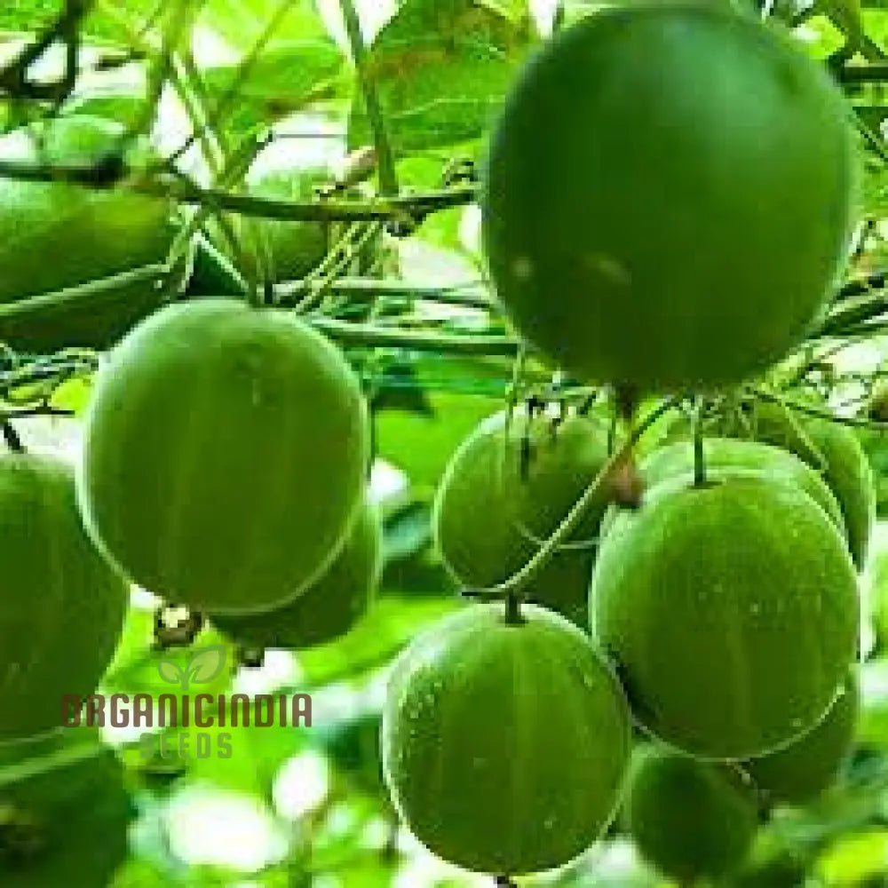 Luo Han Guo Seeds For Planting - Cultivate Your Own Exotic Fruit Garden