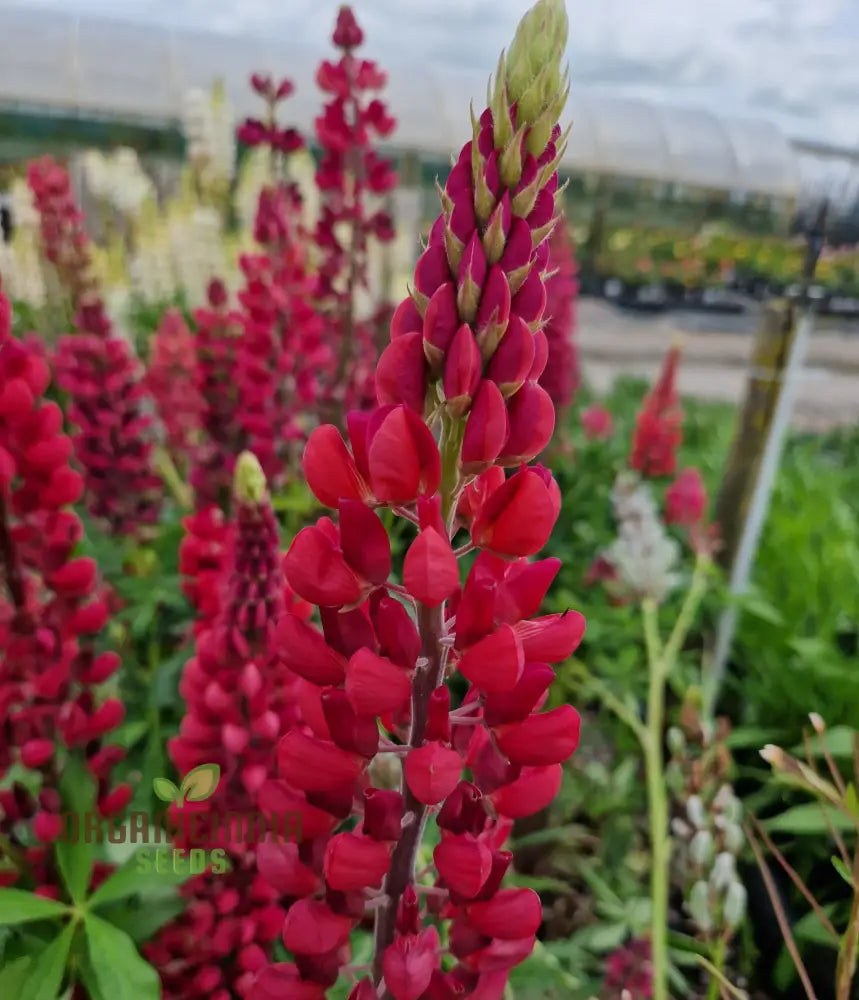 Lupin Russell My Castle Seeds - Brick Red For Gardening Enthusiasts