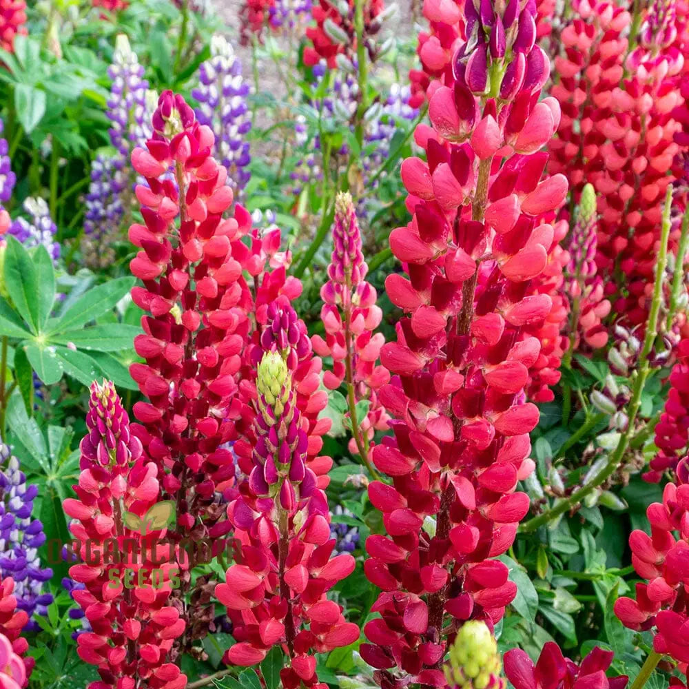 Lupin Russell My Castle Seeds - Brick Red For Gardening Enthusiasts