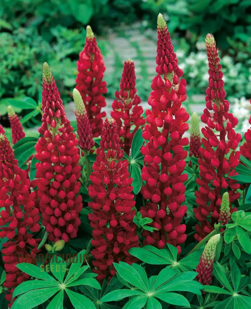 Lupin Russell My Castle Seeds - Brick Red For Gardening Enthusiasts