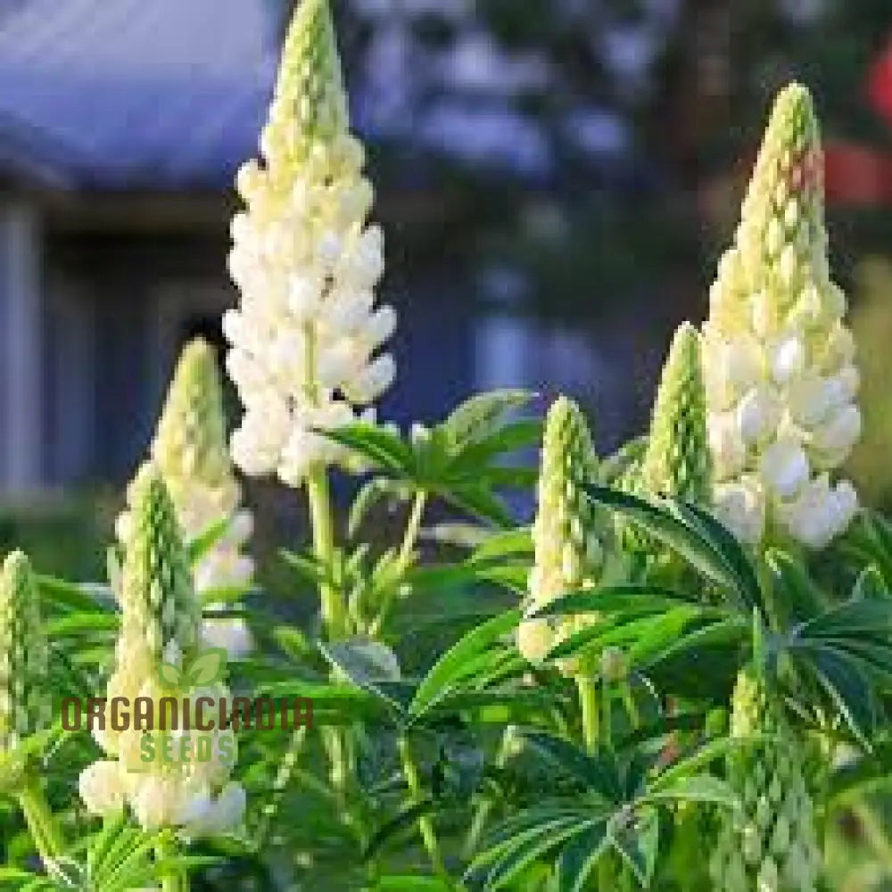 Lupin Russell Noble Maiden - White Seeds: Premium Garden Seeds For Stunning Floral Displays And