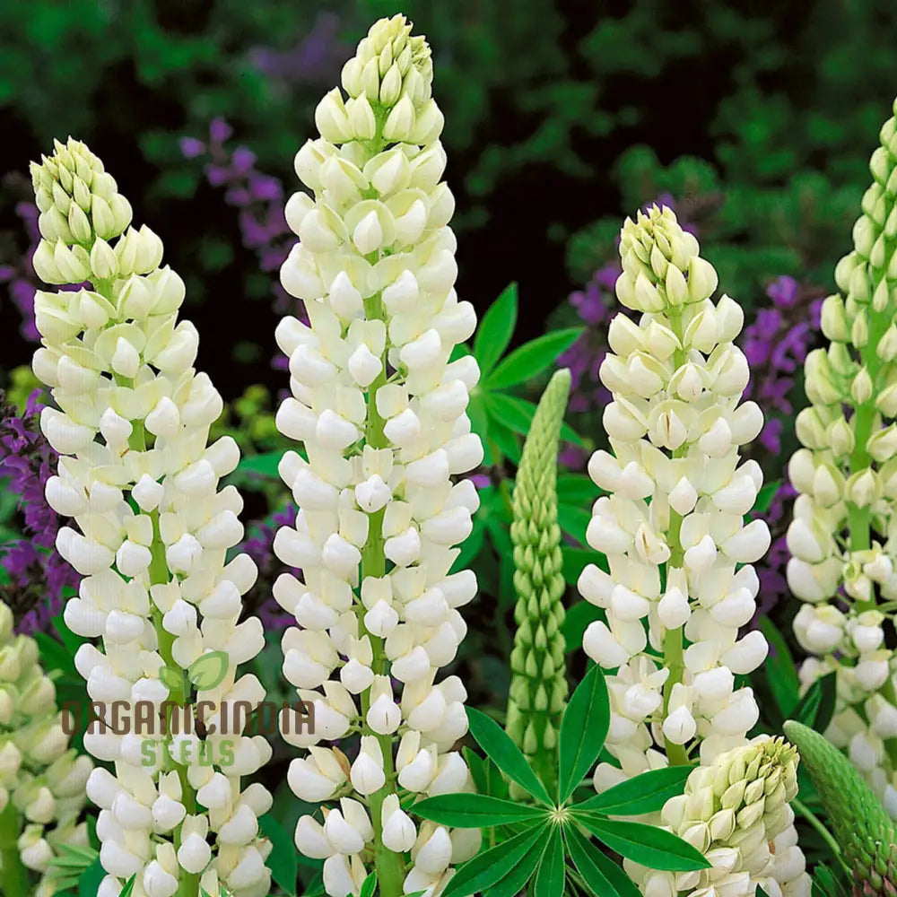 Lupin Russell Noble Maiden - White Seeds: Premium Garden Seeds For Stunning Floral Displays And