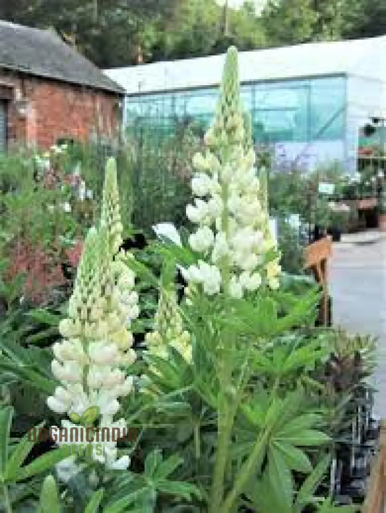 Lupin Russell Noble Maiden - White Seeds: Premium Garden Seeds For Stunning Floral Displays And