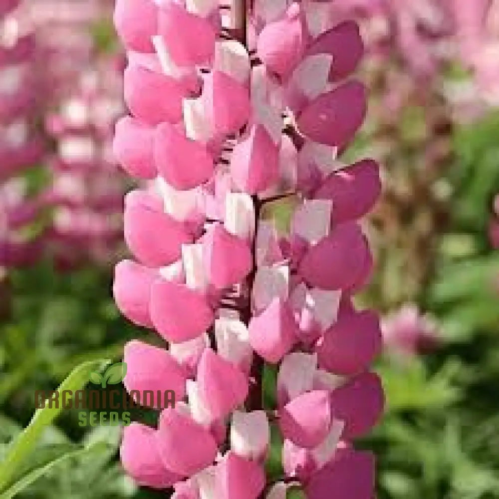 Lupin Russell â€™The Chatelaineâ€™ In Pink Flower Seeds For Planting - Flourish With Timeless Beauty