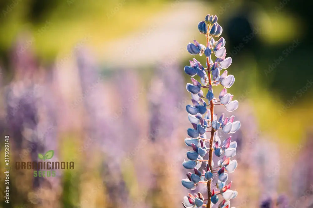 Lupin Sunrise Flower Seeds For Planting: A Gardenerâ€™s Delight - Discover Vibrant Blooms And