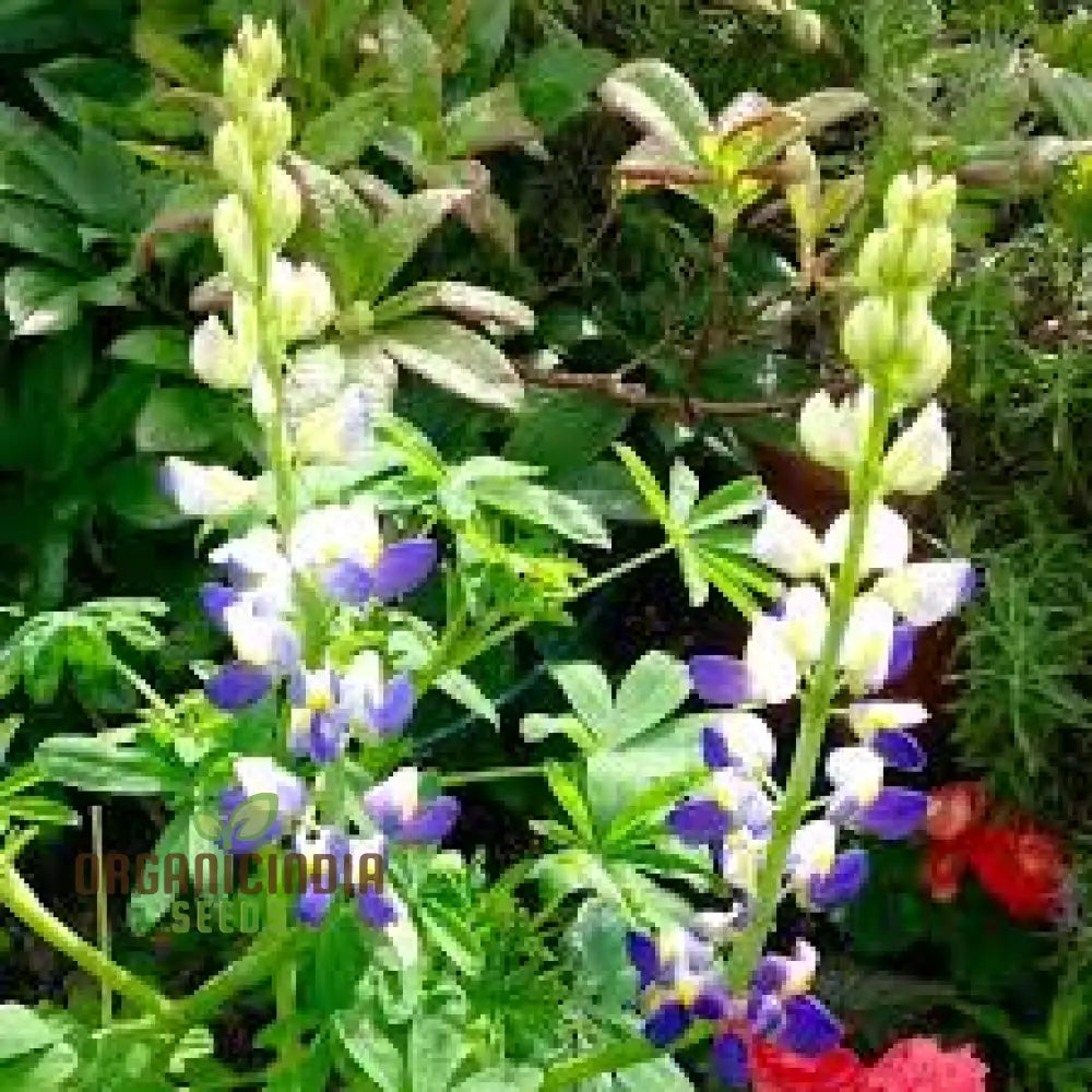 Lupin Sunrise Flower Seeds For Planting: A Gardenerâ€™s Delight - Discover Vibrant Blooms And