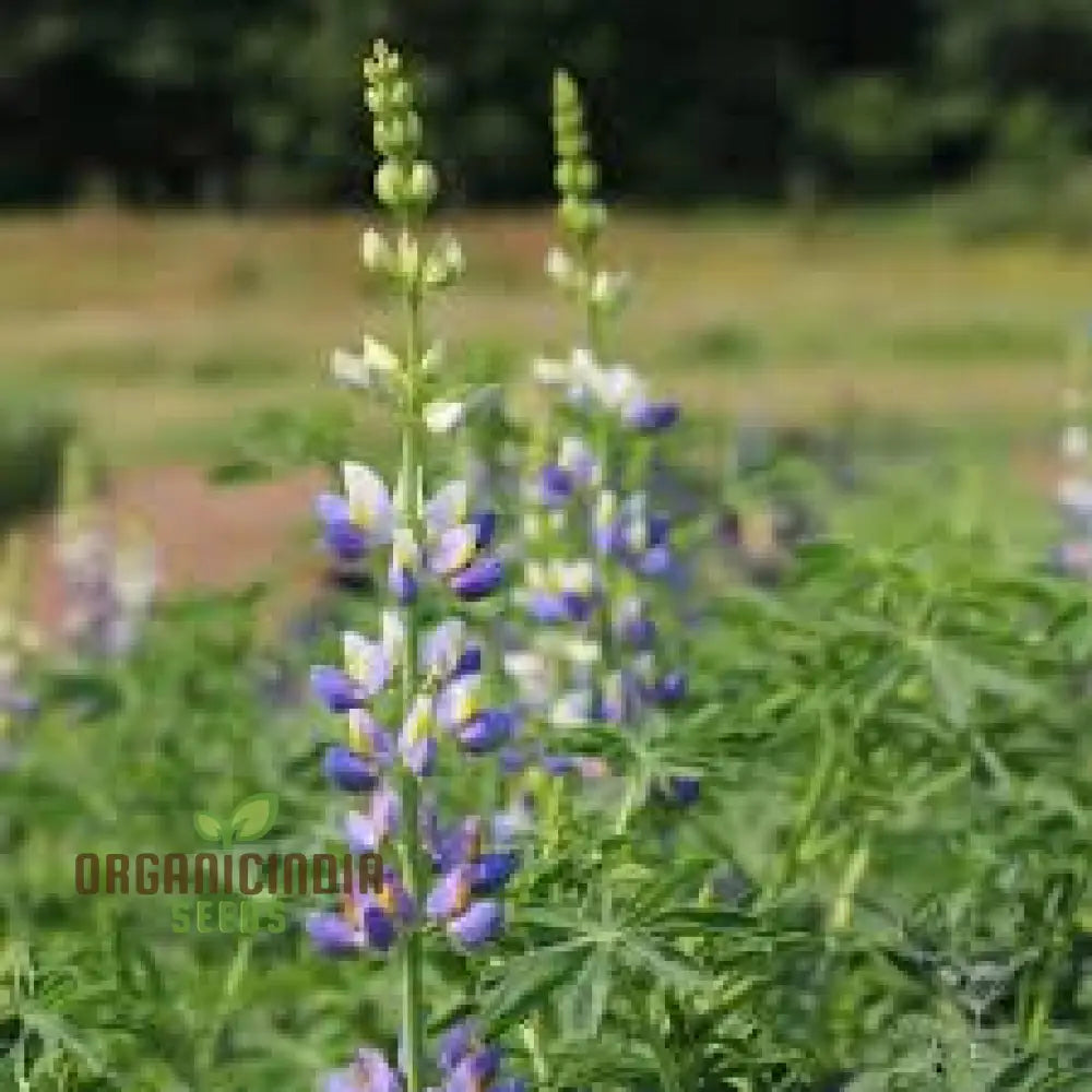 Lupin Sunrise Flower Seeds For Planting: A Gardenerâ€™s Delight - Discover Vibrant Blooms And