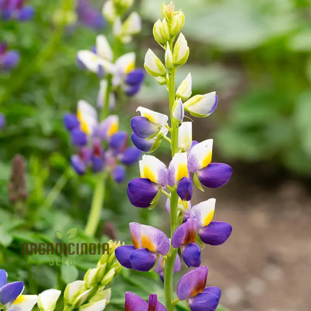 Lupin Sunrise Seeds: Enhance Your Garden With Vibrant Flowers - Premium Quality For Successful